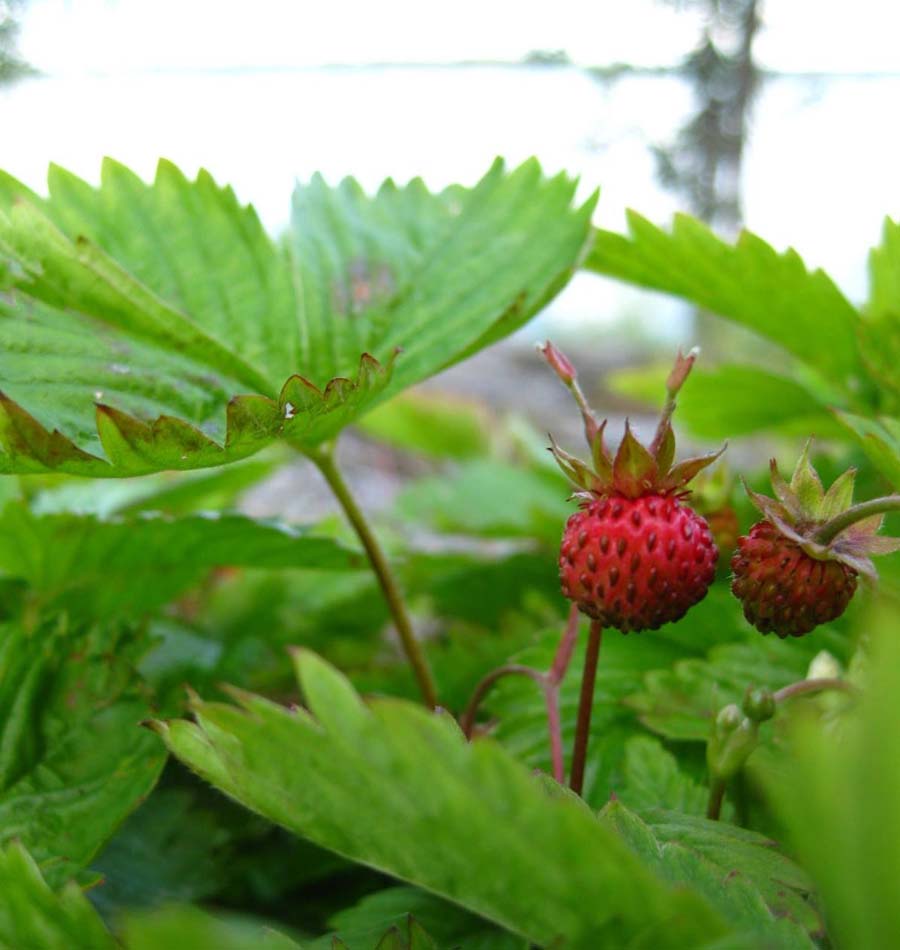 a picture of wild strawberries growing on in the wild 