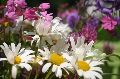 Kuvassa kukkia