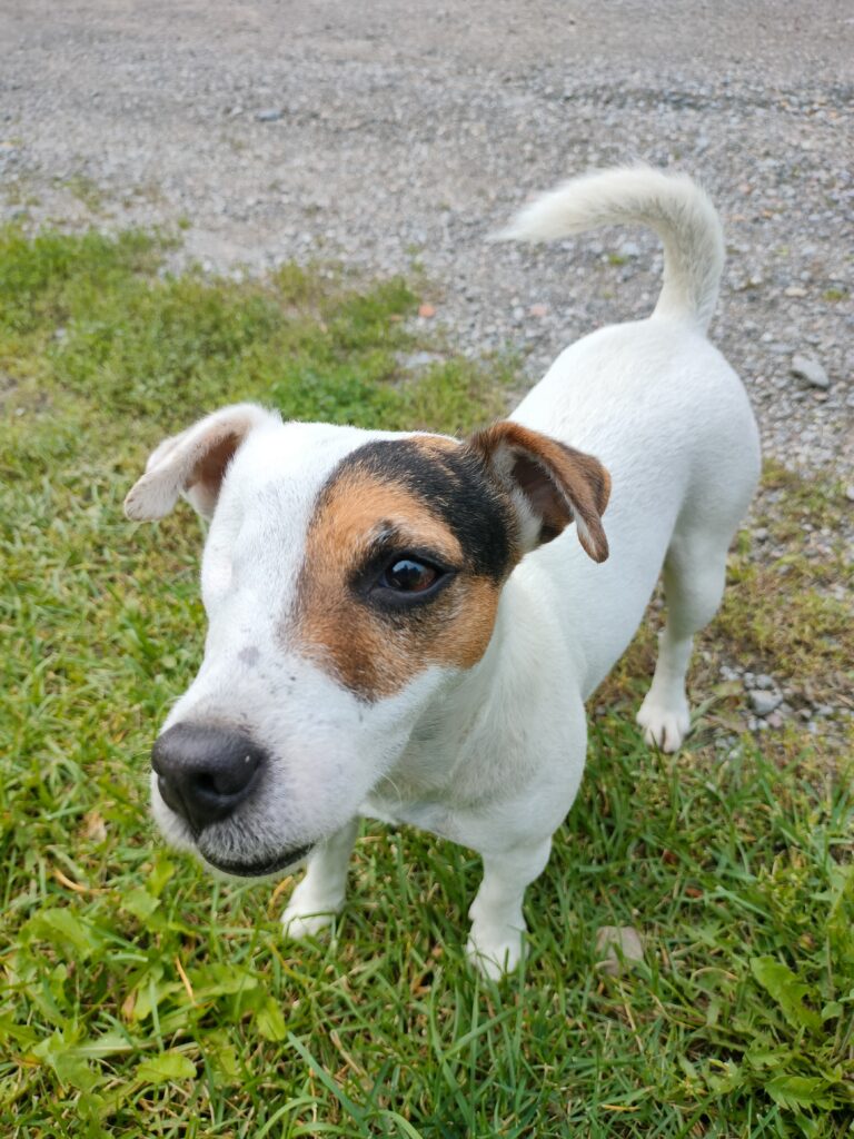 jackrusselinterrieri lukukoira Peppi seisoo ruohikolla